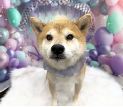 アキ