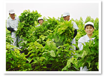 ミナト式くわ青汁　2.2g×60袋（スティックタイプ）